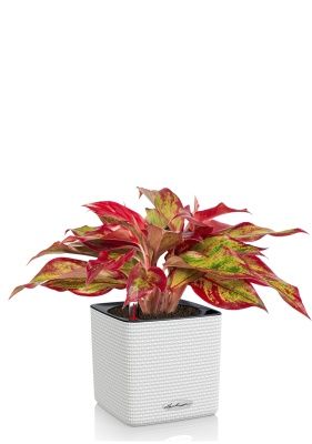 Аглаонема Крит в CUBE 14, белый