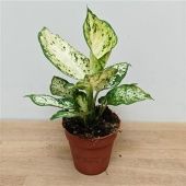 Диффенбахия Ами d9 см h25 см Диффенбахия Ами d9 см h25 см