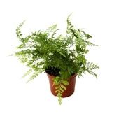 Даваллия Fijensis d8.5 см h15 см