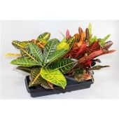 Кротон Кодиеум микс d27 см h40 см