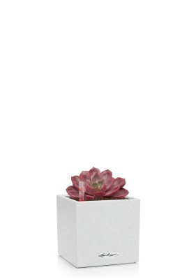 Эхеверия Меджик Парел 12/16 см в CANTO STONE 14, песочный белый Эхеверия Меджик Парел 12/16 см в CANTO STONE 14, песочный белый