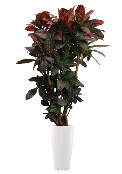 Кротон (Кодиеум) Петра 31/130 см в RONDO 40