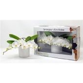 Фаленопсис L'arrangeur D'orchidee White (phalaenova) d12 см h35 см
