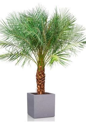 Финиковая пальма Робилини в CANTO STONE LOW 40, серый камень