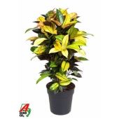 Кротон Кодиеум Миссис Айстон бранч d24 см h90 см