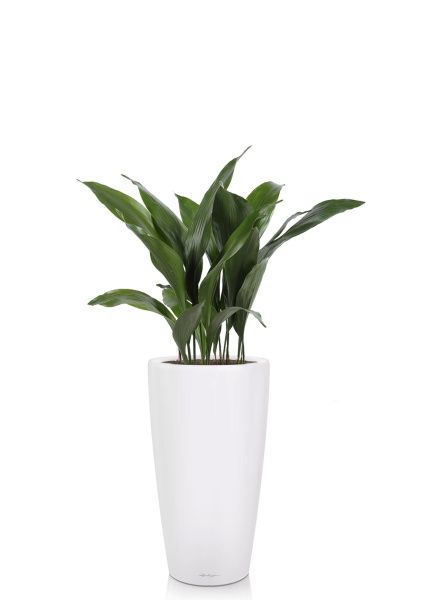 Аспидистра в RONDO 32 Аспидистра в RONDO 32