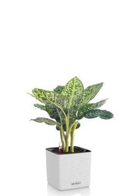 Диффенбахия Рефлектор 14/50 см в CUBE COLOR 16, белый Диффенбахия Рефлектор 14/50 см в CUBE COLOR 16, белый