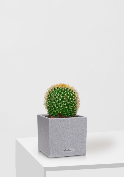 Кактус Маммиллярия Полителе 12/20 см в CANTO STONE 14