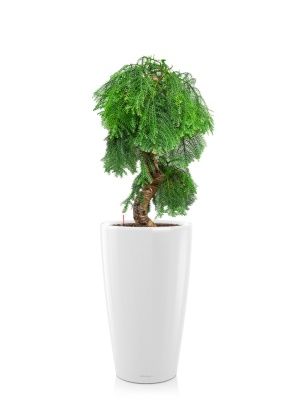 Араукария бонсай 40/110 см в RONDO 40, белый блестящий