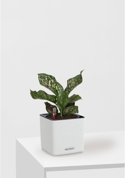 Аглаонема Анимани 12 см в CUBE Color 16