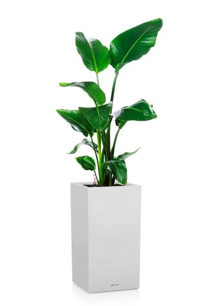 Стрелиция Николай 19/90 в CANTO STONE HIGH 30 Стрелиция Николай 19/90 в CANTO STONE HIGH 30