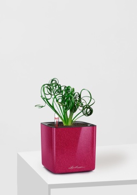 Альбука Спиралис 12/25 см в CUBE GLOSSY KISS 14