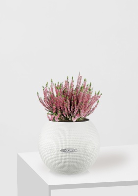 Вереск (Эрика) розовый в PURO 20