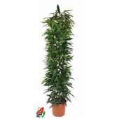 Фикус Биннендийка Али Кинг d32 см h180 см