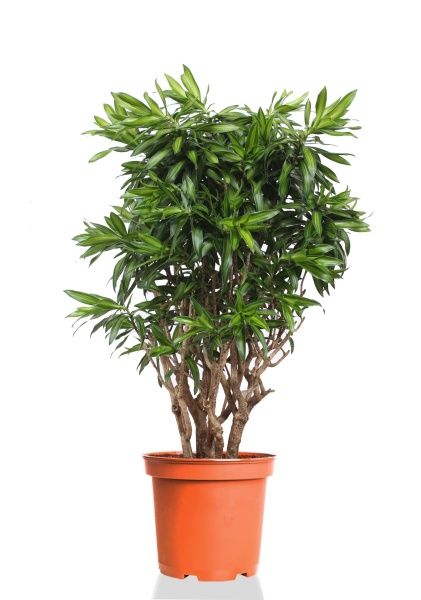 Драцена Песнь Ямайке 27/130 см