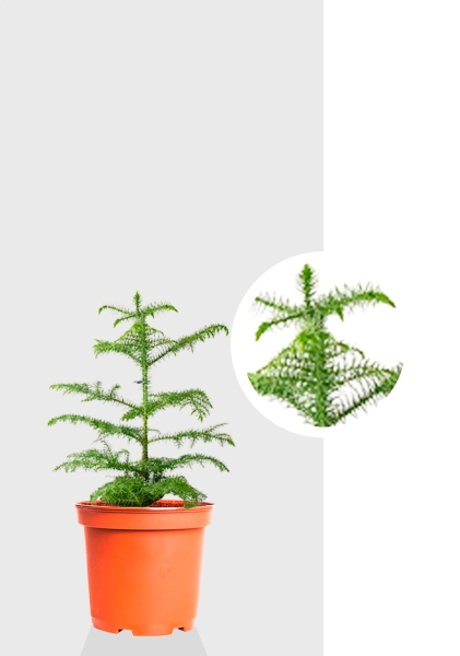 Араукария Араукана 19/25 см