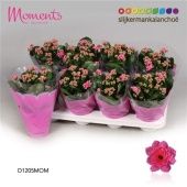 Каланхоэ Calandiva Moments розовый d12 см h24 см Каланхоэ Calandiva Moments розовый d12 см h24 см