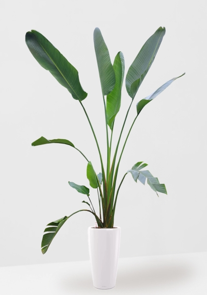 Стрелиция Николай 33/300 см в RONDO 40 Стрелиция Николай 33/300 см в RONDO 40