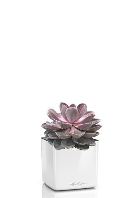 Эхеверия Цветной микс в CUBE GLOSSY 14, белый блестящий Эхеверия Цветной микс в CUBE GLOSSY 14, белый блестящий