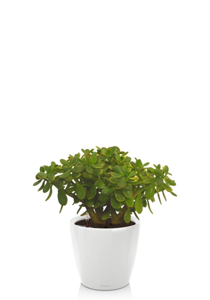 Крассула Овата Сансет 29/45 см в CLASSICO LS 35 Крассула Овата Сансет 29/45 см в CLASSICO LS 35