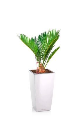 Цикас Революта 9/30 см в MINI CUBI, белый блестящий Цикас Революта 9/30 см в MINI CUBI, белый блестящий