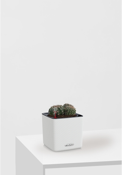 Кактус микс 10 см в CUBE Color 14 Кактус микс 10 см в CUBE Color 14