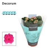 Каланхоэ Calandiva ярко-розовый (decorum) d10.5 см h23 см Каланхоэ Calandiva ярко-розовый (decorum) d10.5 см h23 см
