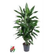 Драцена Джанет Линд бранч разветвленная d21 см h110 см