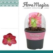 Гиппеаструм Sweet Pink Extra Op Flora Magica 2 ствола d13 см h25 см