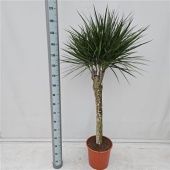 Драцена Маргината штамб d35 см h180 см