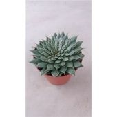 Граптопеталум Rusbyi d8.5 см h15 см