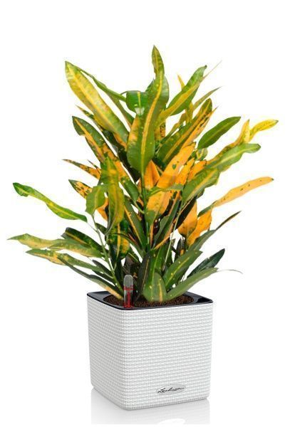 Кротон Санни в CUBE COLOR 14 Кротон Санни в CUBE COLOR 14