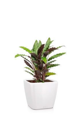 Калатея Руфибарба 17/60 см в QUADRO LS 28, белый блестящий