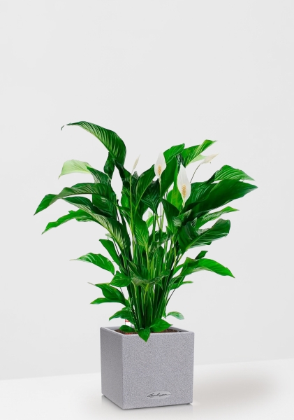 Спатифиллум Свит 24/110 см в CANTO STONE LOW 30 Спатифиллум Свит 24/110 см в CANTO STONE LOW 30