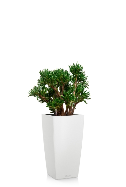 Крассула Хоббит 30/60 см в CUBICO Color 30