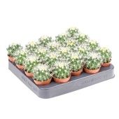 Эхинокактус Грузони d5.5 см h8 см тип 1 Эхинокактус Грузони d5.5 см h8 см тип 1