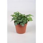 Хедера хеликс Wonder d8.5 см h5 см