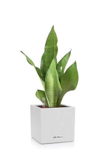 Сансевиерия Муншайн в CANTO STONE 14