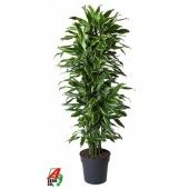 Драцена Голден Кост бранч разветвленная d31 см h160 см