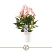 Антуриум Андрианум Лилли d14 см h45 см