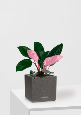 Филодендрон Пинк Принс 12/25 см в CANTO STONE 14