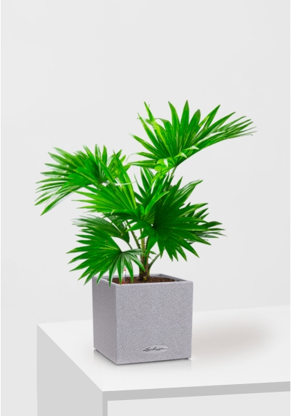 Ливистона в CANTO STONE 14