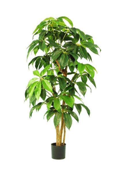 Дерево искусственное в кашпо "Шеффлера", Н155 см, 227 листьев