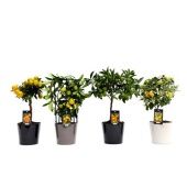 Цитрус микс d16 см h37 см Цитрус микс d16 см h37 см