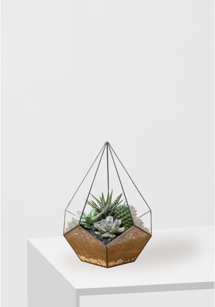 Флорариум - капля с кактусами и суккулентами