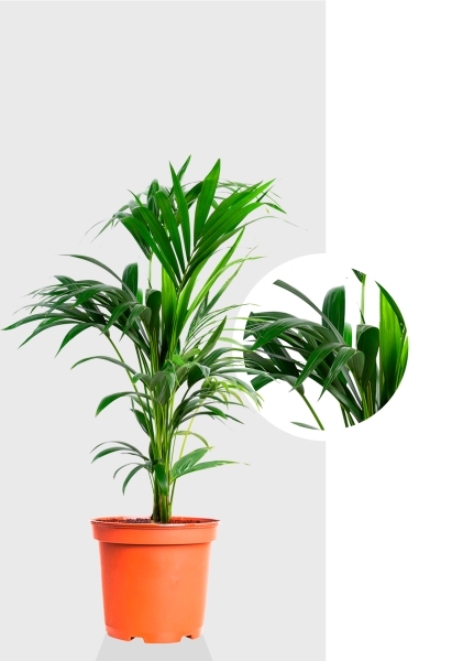 Ховея Кентия 17/110 см