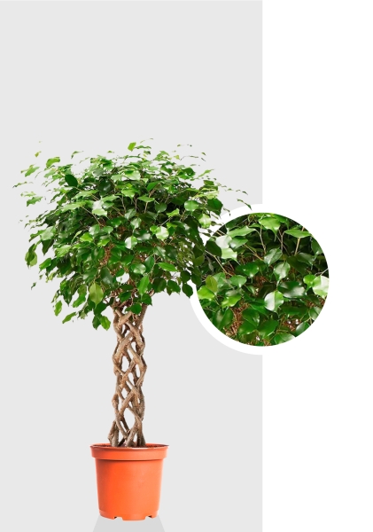 Фикус Бенджамина Экзотика цилиндр 24/100 см