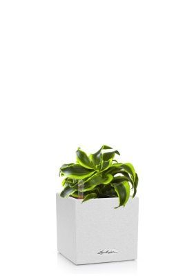 Драцена Торнадо в CANTO STONE 14, песочно-белый Драцена Торнадо в CANTO STONE 14, песочно-белый