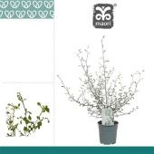 Корокия Маори Грин d12 см h40 см Корокия Маори Грин d12 см h40 см