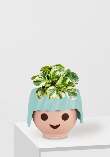 Пеперомия Биколор 12/20 см в OJO